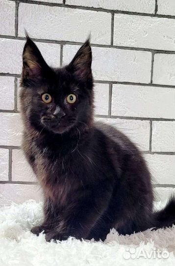 Котята мейн-кун тяжеловес