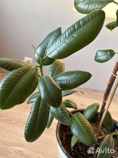 Фикус каучуконосный большой