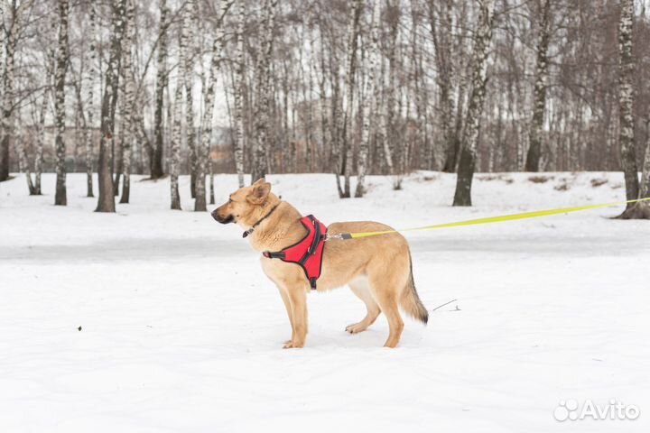 Ялта ждет друга