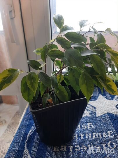 Фикус бенджамина пестролистный