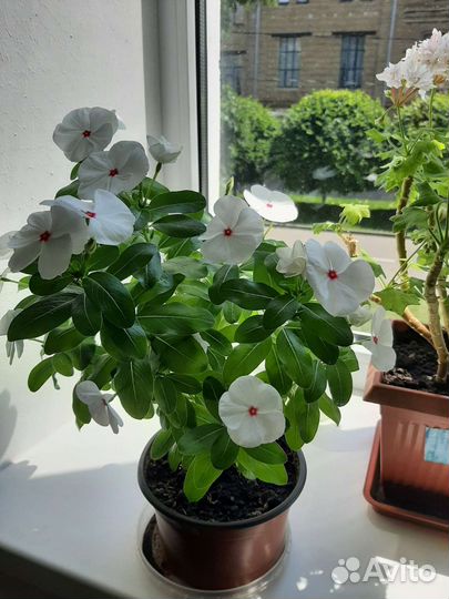 Катарантус кустовой