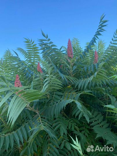 Суммах оленерогий