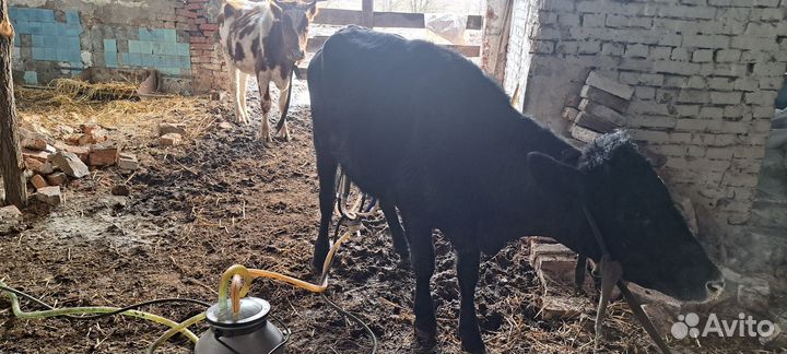 Быки тёлки коровы