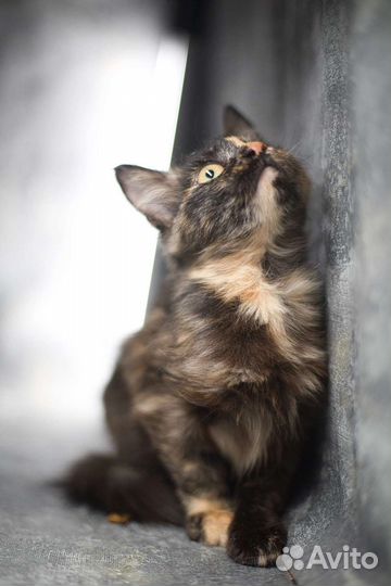 Котенок Августа