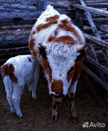 Коровы.Молодняк