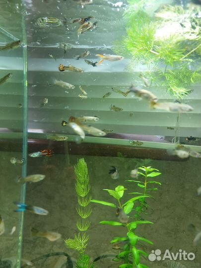 Продам аквариумных рыбок гуппи
