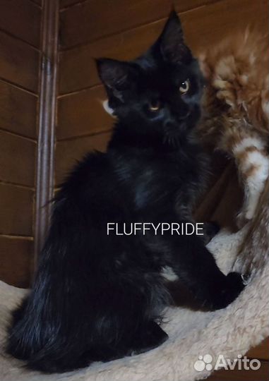 Мейн-кун котята. Питомник fluffypride