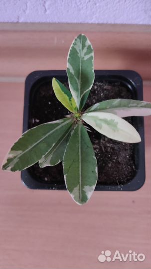 Молочай миля вариегатный