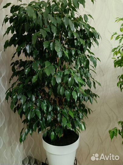 Фикус бенджамина