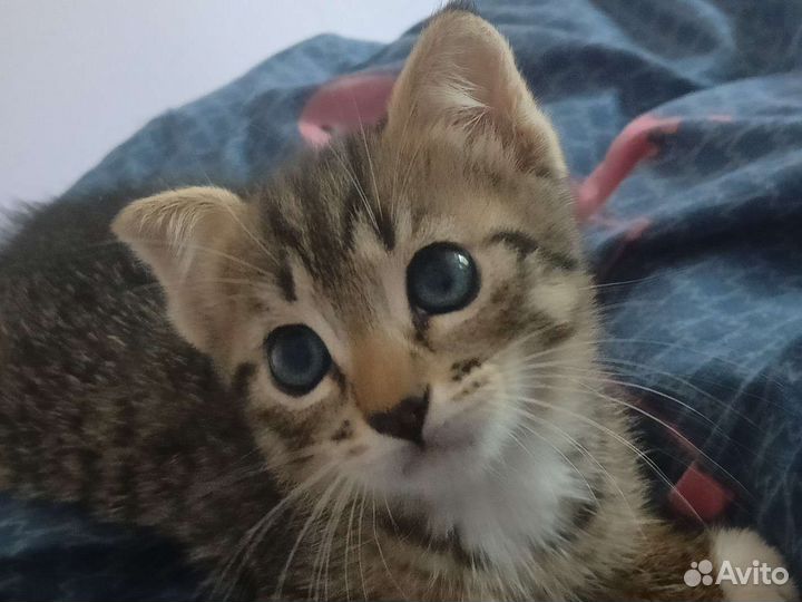 Котенок в добрые руки