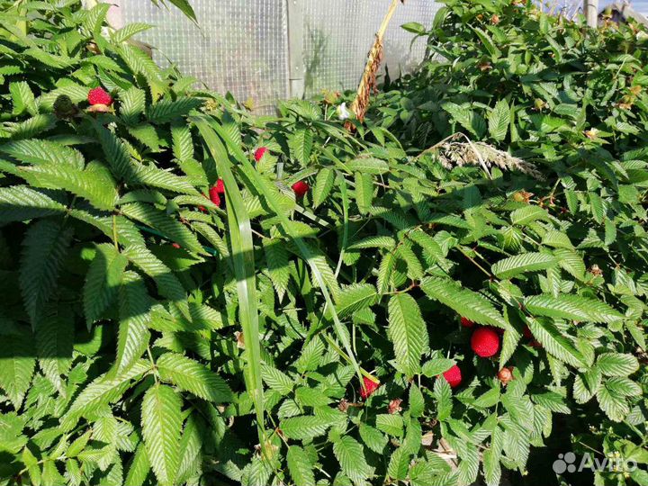 Норвежская малина (Розолистная), Оранжевая