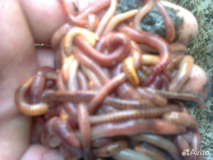 Червь -Старатель