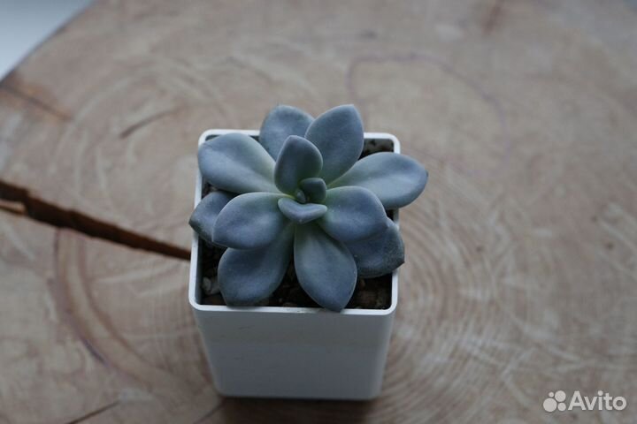 Суккуленты (детки)
