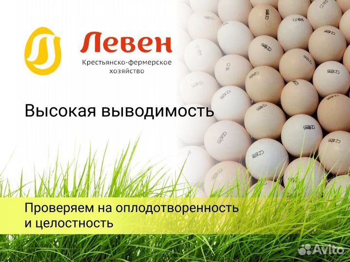 Инкубационное яйцо бройлера Кобб 500,росс 308