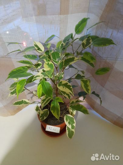 Фикусы Бенджамина гибискус Купера