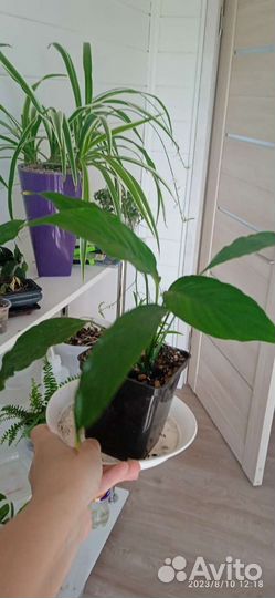 Спатифиллум(женское счастье), филодендрон