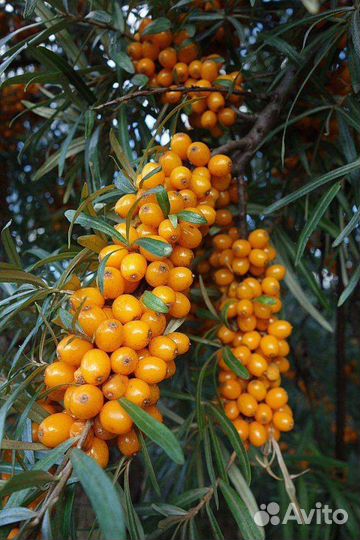 Облепиха ягоды