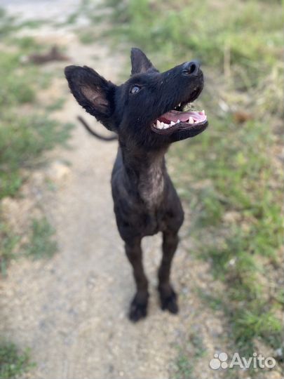 Красачик ищет дом