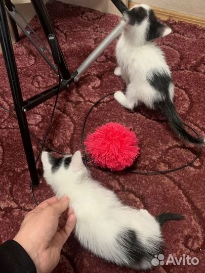 Домашние животные котята