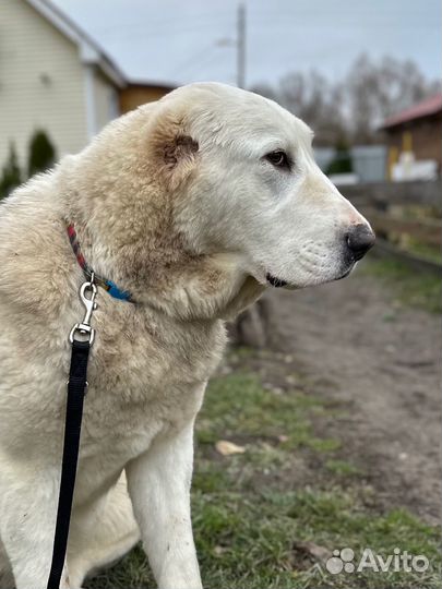 Классные щенки сао
