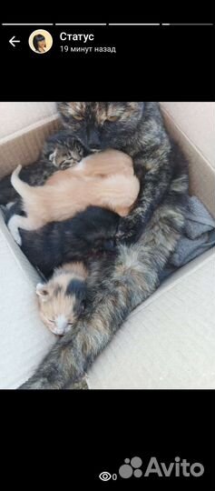 Котята в добрые руки