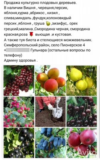 Растения