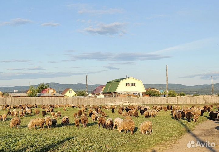 Козы и бараны