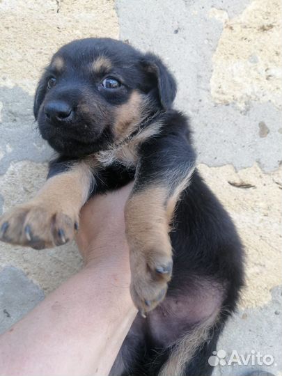 Щеноки в добрые руки