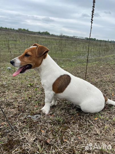 Джек рассел терьер