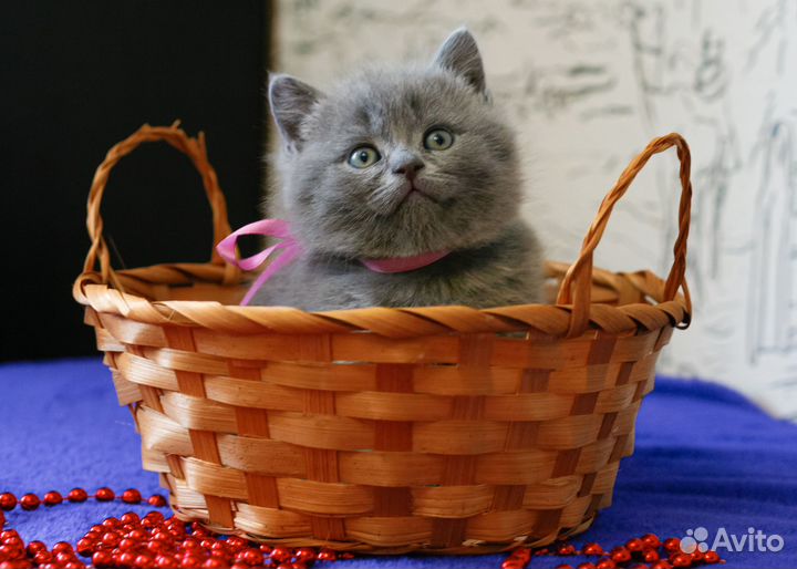 Британский котенок - девочка