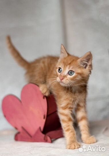 Рыжий котенок в добрые руки