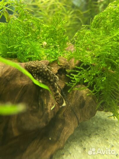 Сомики анциструсы