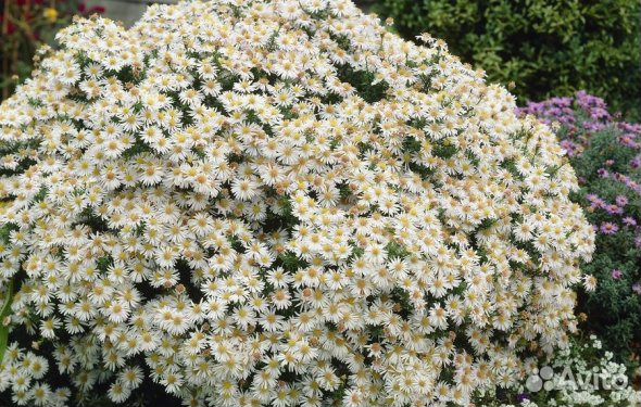 Многолетние цветы садовые