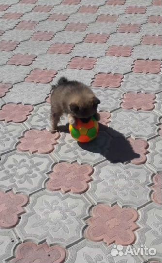 Щенки шпица