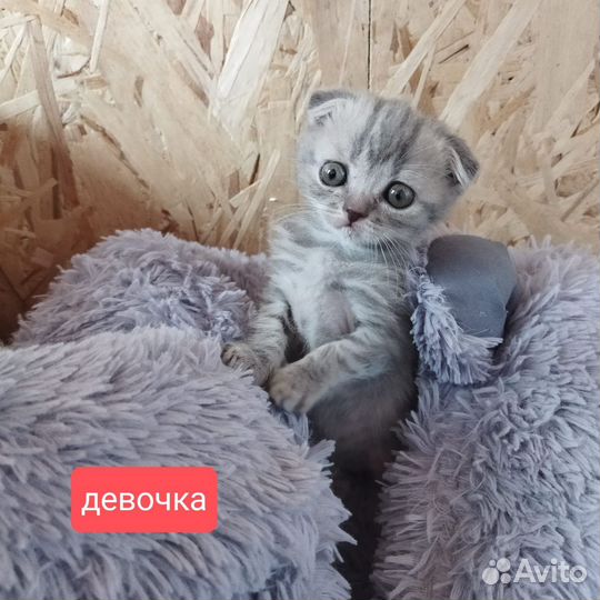 Шотландские котята