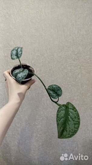 Сциндапсус пиктус треби