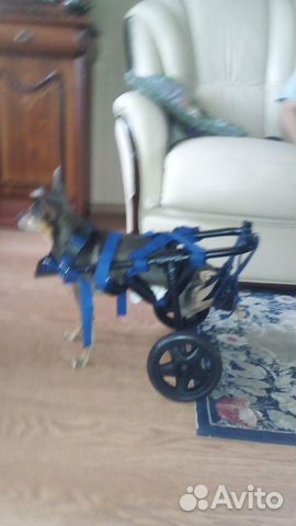 Инвалидная коляска для собак