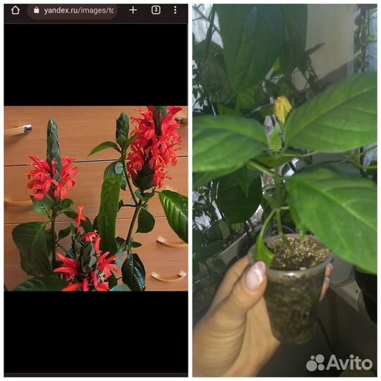 Пахистахис красный,гибискус оранжевый