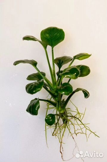 Аквариумные растения анубис, карликовый