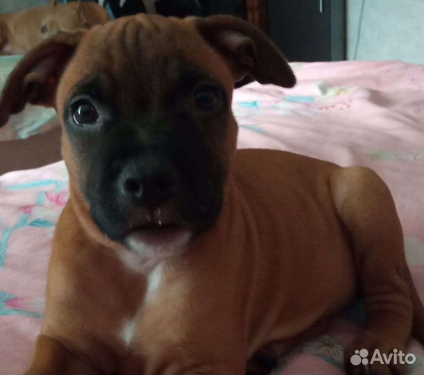 Щенки Питбуля