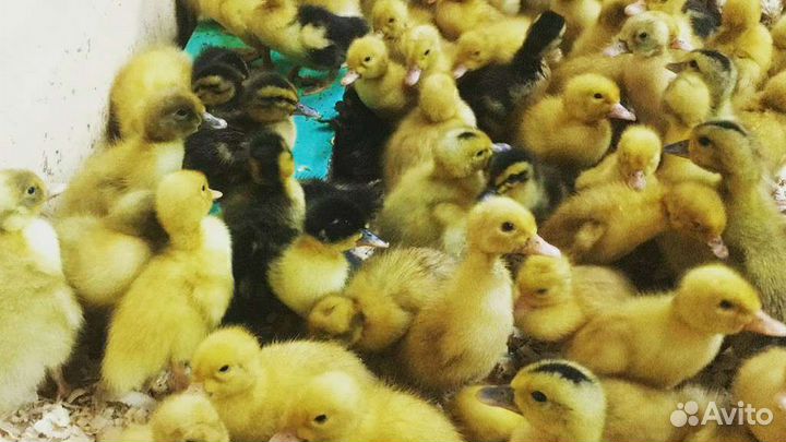 Утята стар53