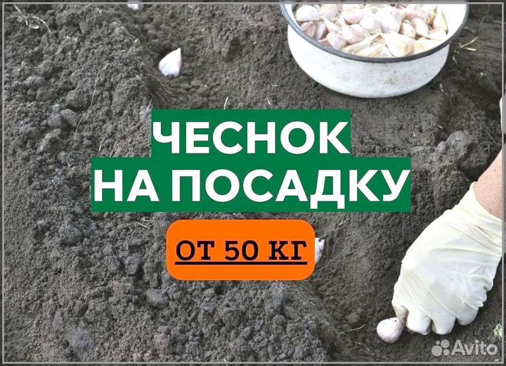 Чеснок на посадку