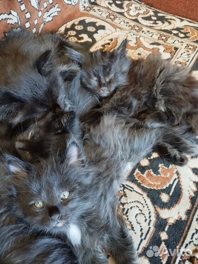 Отдам котят