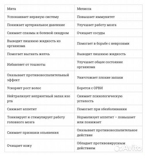 Лекарственные травы: мята, мелисса