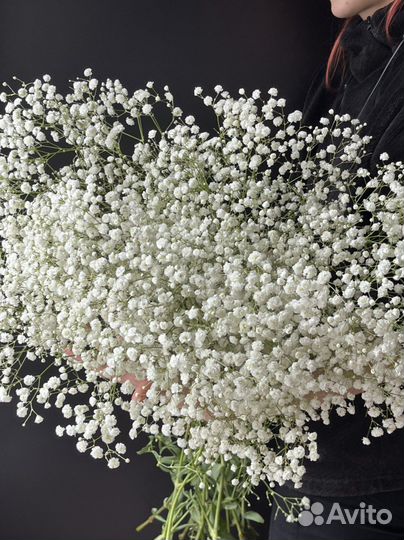 Цветы букеты гипсофилы гипсофила