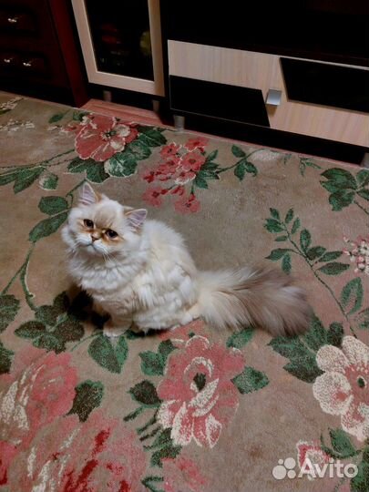 Шотландский прямоухий кот,на вязку