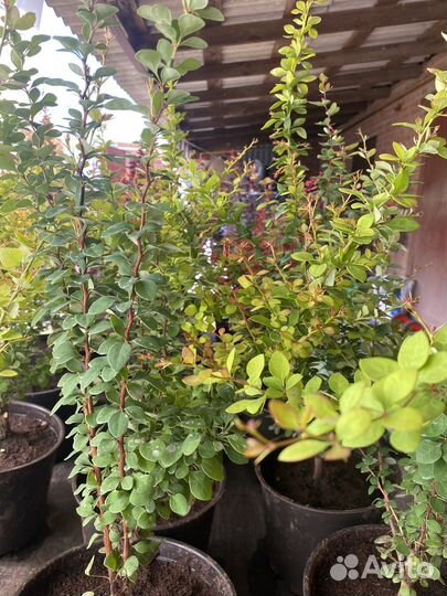 Саженцы, плодовые кустарники, декоративные,хвойные