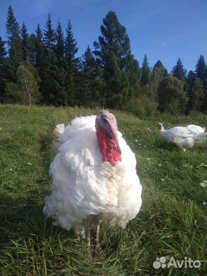 Домашнее мясо индейки