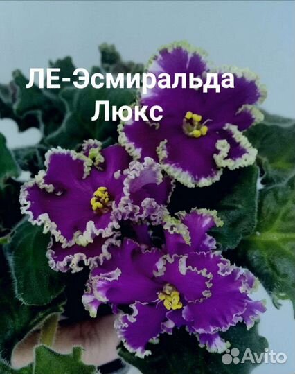 Лист фиалки, 10сортов