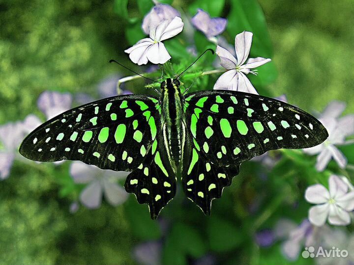 Ферма с коконами